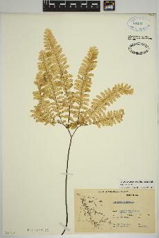 spécimen de Adiantum aleuticum