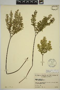 spécimen de Adiantum aleuticum