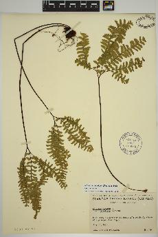spécimen de Adiantum aleuticum