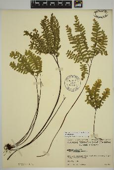 spécimen de Adiantum aleuticum