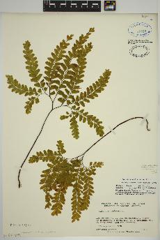 spécimen de Adiantum viridimontanum
