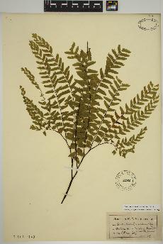 spécimen de Adiantum viridimontanum
