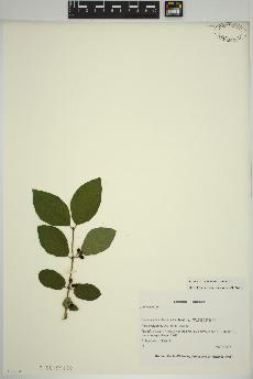 spécimen de Lonicera xylosteum