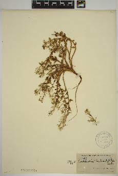 spécimen de Cochlearia tridactylites