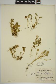 spécimen de Cochlearia tridactylites