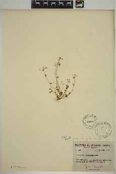 spécimen de Cochlearia tridactylites