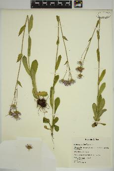 spécimen de Erigeron pulchellus