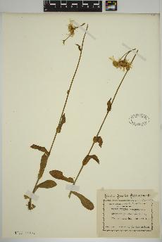 spécimen de Erigeron pulchellus