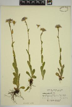 spécimen de Erigeron pulchellus