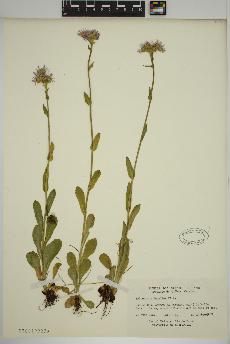spécimen de Erigeron pulchellus