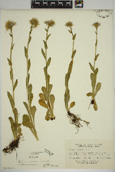 spécimen de Erigeron pulchellus