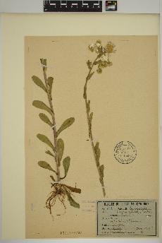 spécimen de Erigeron pulchellus