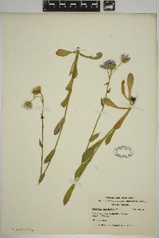 spécimen de Erigeron pulchellus