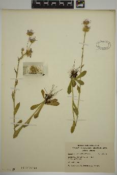 spécimen de Erigeron pulchellus