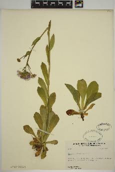 spécimen de Erigeron pulchellus