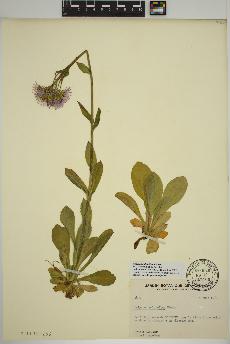 spécimen de Erigeron pulchellus