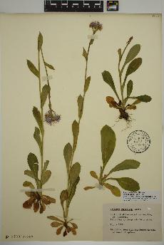 spécimen de Erigeron pulchellus