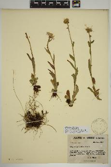spécimen de Erigeron pulchellus
