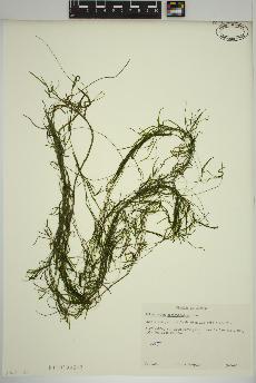spécimen de Potamogeton strictifolius