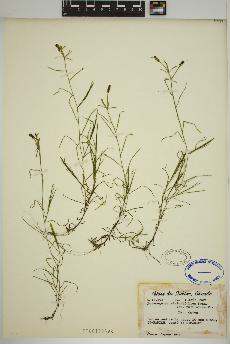 spécimen de Potamogeton strictifolius