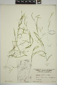 spécimen de Potamogeton strictifolius
