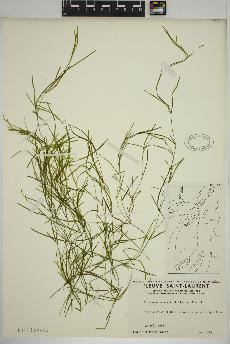 spécimen de Potamogeton strictifolius