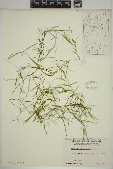spécimen de Potamogeton strictifolius