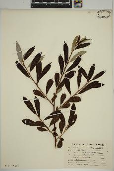 spécimen de Salix pedicellaris