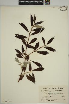 spécimen de Salix pedicellaris
