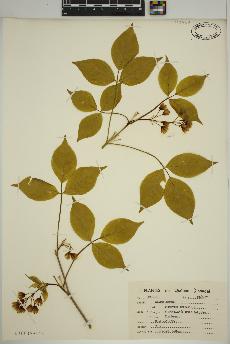spécimen de Staphylea trifolia