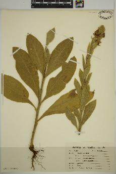 spécimen de Verbascum thapsus
