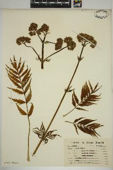 spécimen de Valeriana officinalis