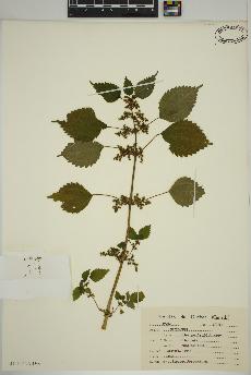 spécimen de Pilea pumila