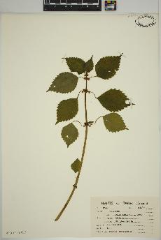 spécimen de Pilea pumila
