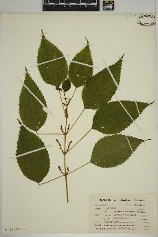 spécimen de Boehmeria cylindrica