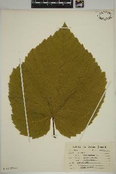 spécimen de Tilia americana