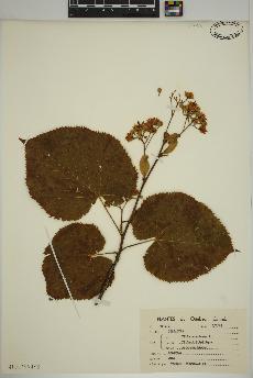 spécimen de Tilia americana