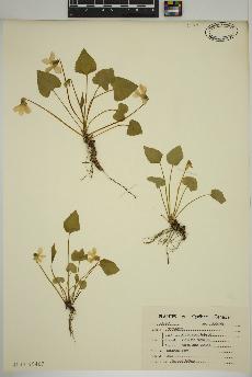 spécimen de Viola cucullata