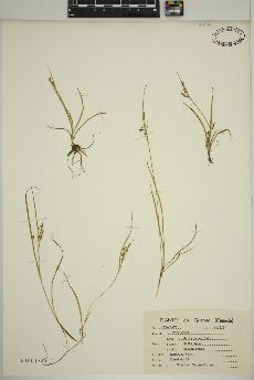 spécimen de Carex aurea