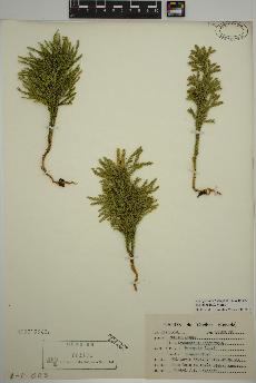 spécimen de Dendrolycopodium hickeyi