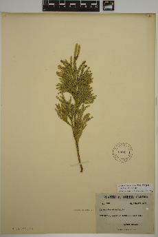 spécimen de Dendrolycopodium hickeyi