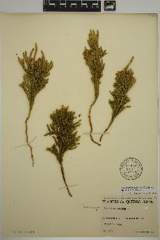 spécimen de Dendrolycopodium hickeyi