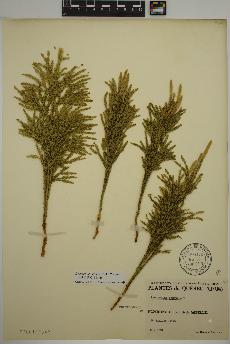 spécimen de Dendrolycopodium hickeyi