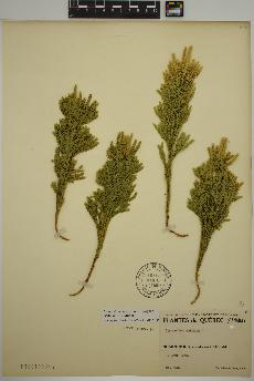 spécimen de Dendrolycopodium hickeyi