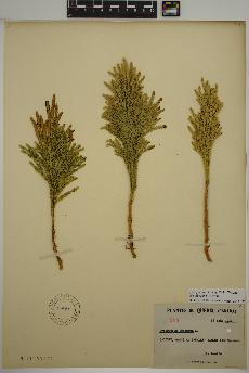 spécimen de Dendrolycopodium hickeyi