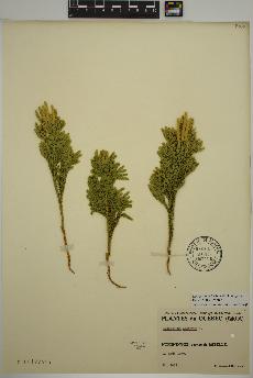 spécimen de Dendrolycopodium hickeyi