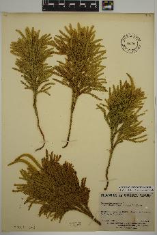 spécimen de Lycopodium dendroideum