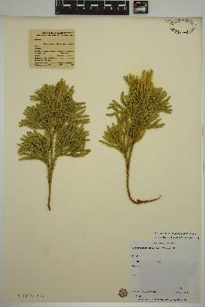 spécimen de Lycopodium dendroideum