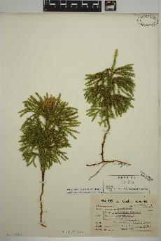 spécimen de Lycopodium dendroideum