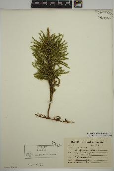 spécimen de Lycopodium dendroideum